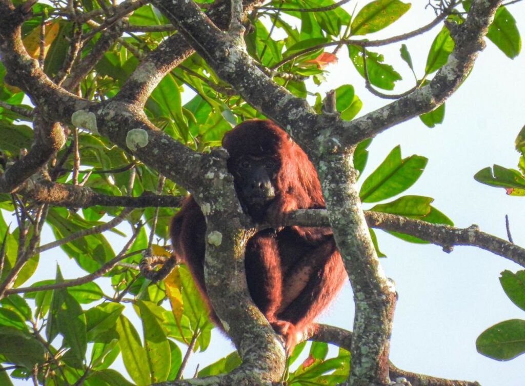 Pesquisa alerta para preservação de macaco ameaçado de extinção no MA