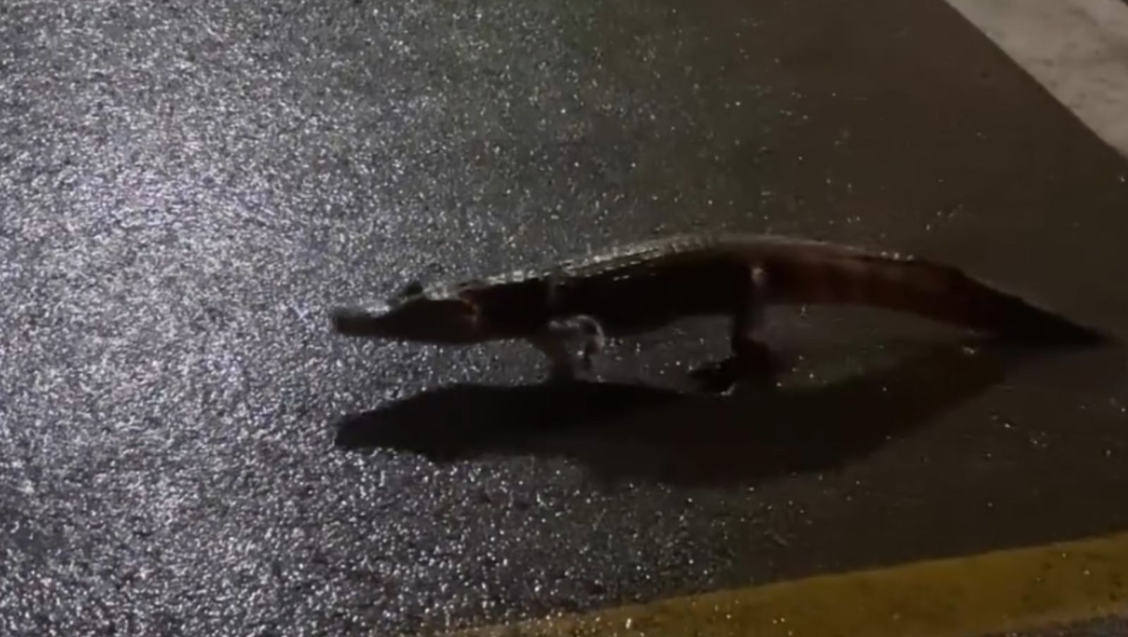 Jacaré é visto na avenida Litorânea