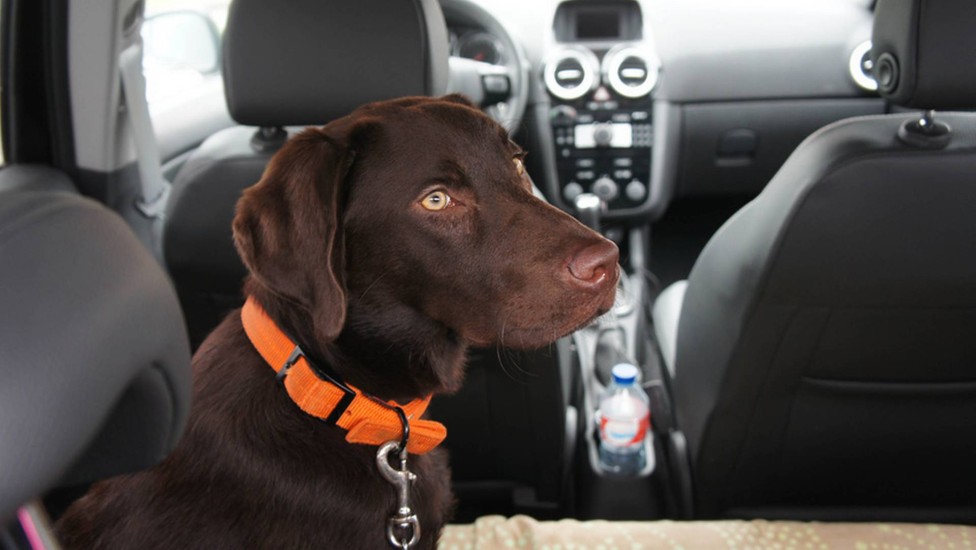 Empresa especializada em pets contrata Motorista para táxi Pet