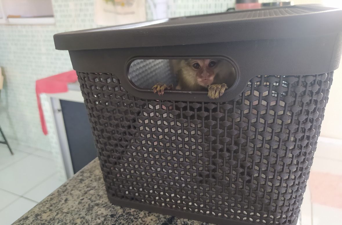 PRF encontra macaco com passageira de ônibus na BR-222 no MA