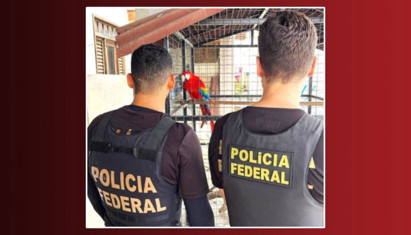 PF e Ibama suspendem atividades de empresas suspeitas de fraude ambiental