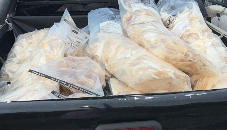 Polícia apreende mais de 70 kg de partes mutiladas de animais marinhos em São Luís