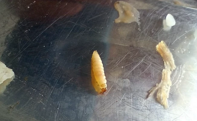 Estudantes da UFMA denunciam larvas em alimentos e qualidade precária da água na universidade