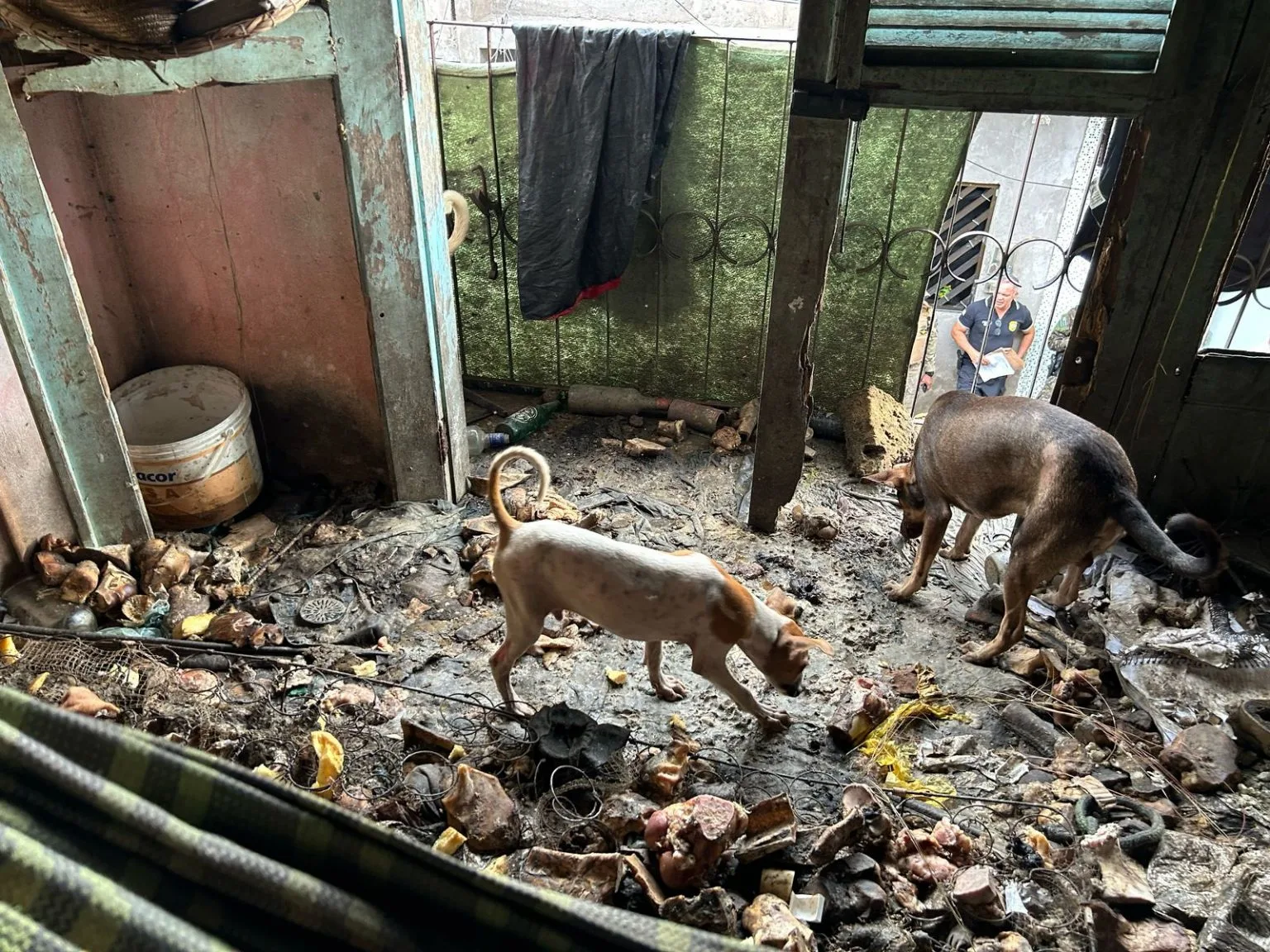 Onze cães são resgatados e homem é preso por maus-tratos e abusos a animais