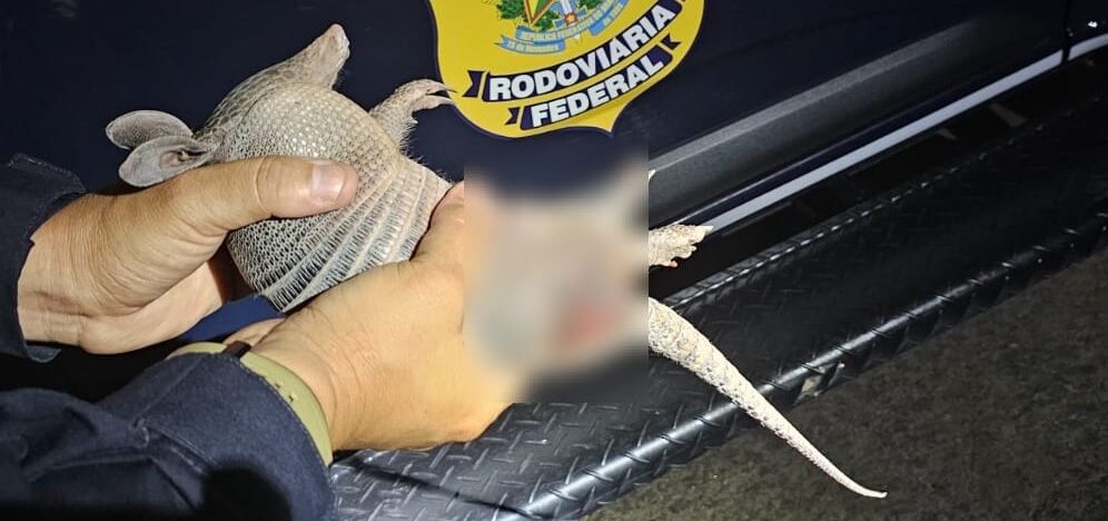 Tatu-bola de espécie rara é resgatado ferido na BR-316, em Caxias