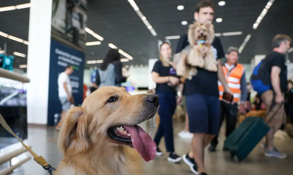STJ decide que aeroportos não são obrigados a transportar animais de suporte emocional