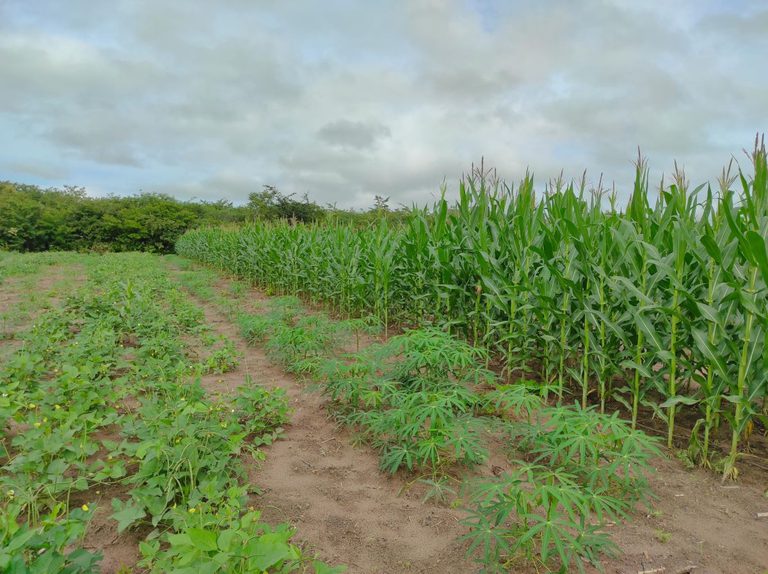 Roça Sustentável aumenta produtividade da agricultura familiar no Maranhão