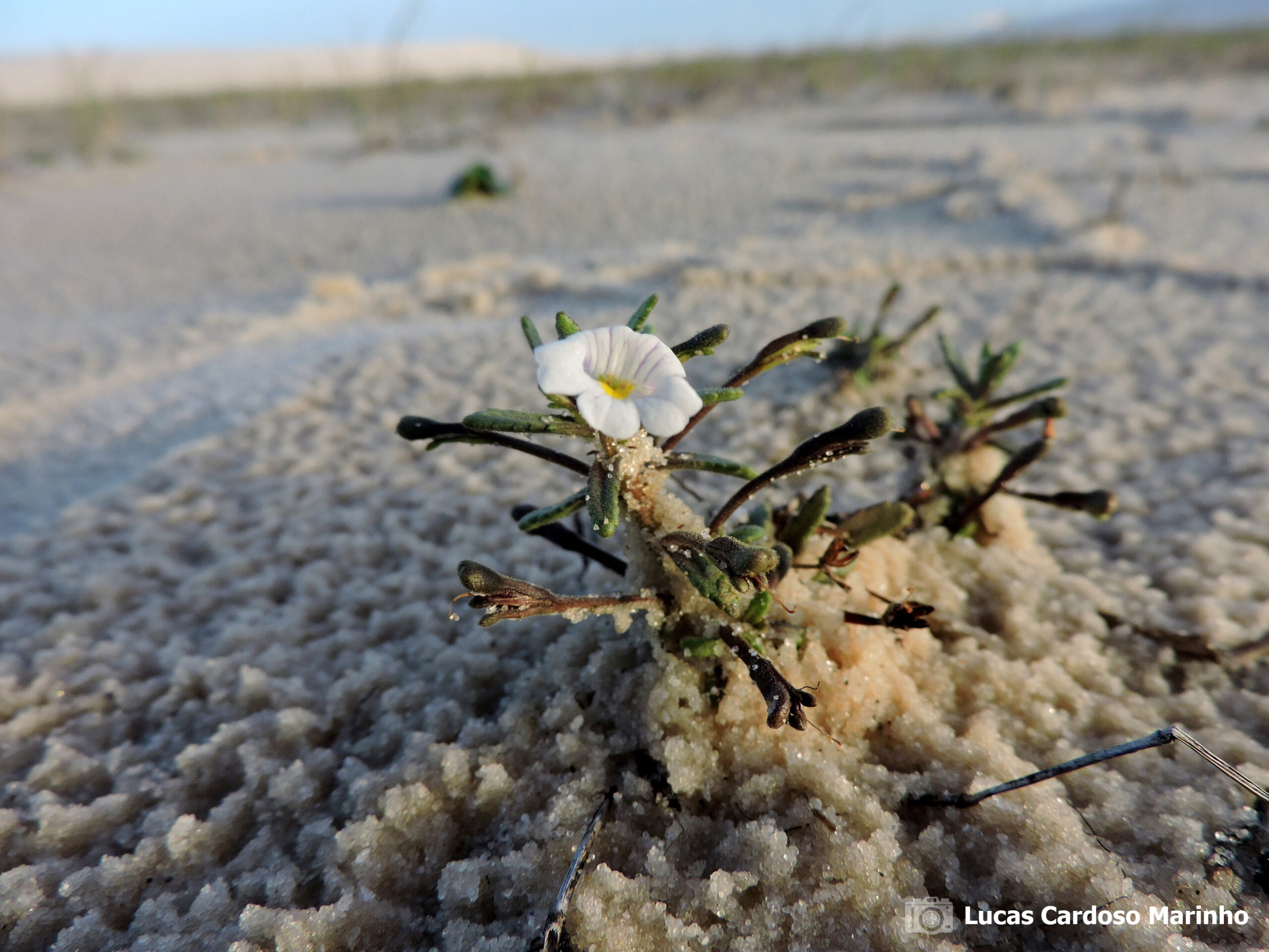 Lençóis Maranhenses tem lista oficial de plantas publicada em catálogo nacional