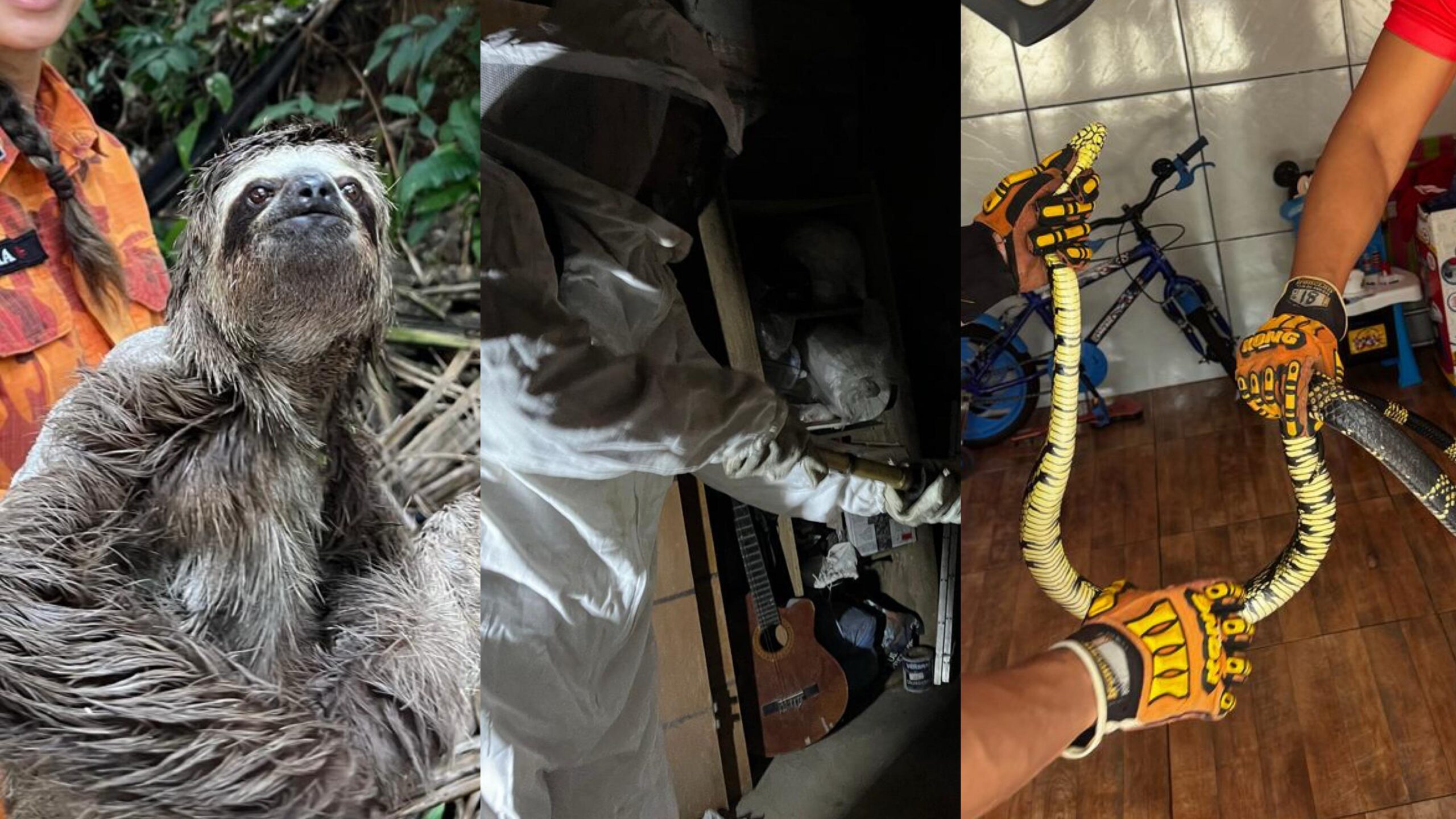 Mais de 1.800 animais são resgatados pelo Corpo de Bombeiros do Maranhão