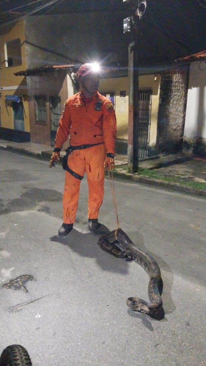 Corpo de Bombeiros resgata jiboia em residência no bairro João de Deus
