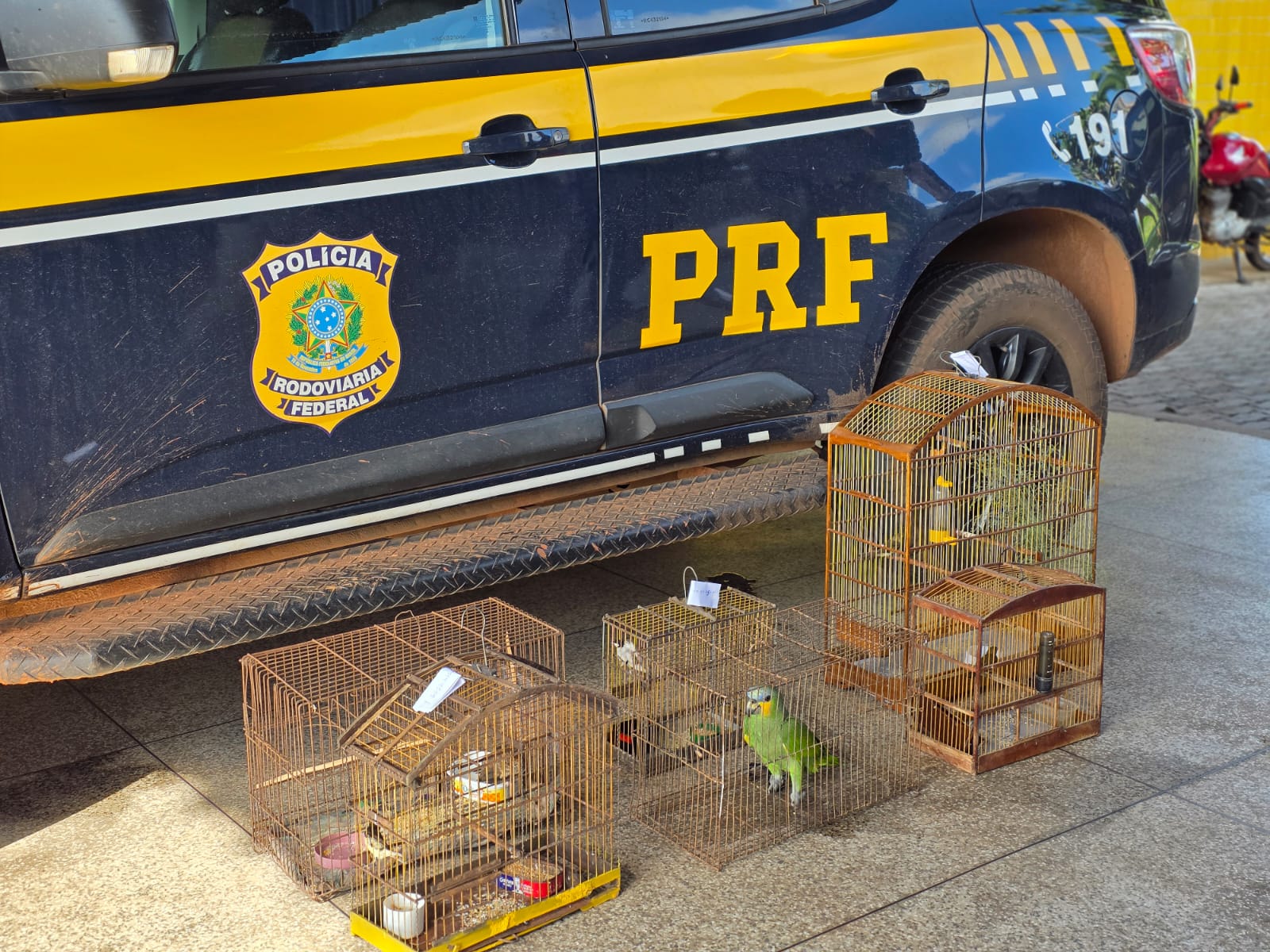 Três aves silvestres são resgatadas de cativeiros pela PRF em Açailândia e Cidelândia