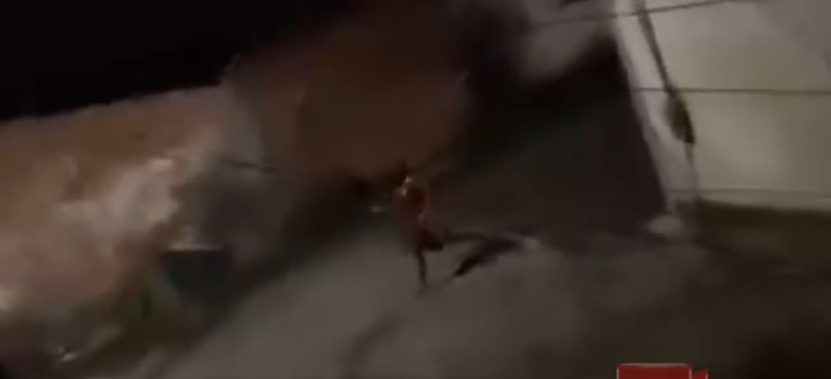 Vídeo: moradores do Coroadinho registram tiroteio na madrugada