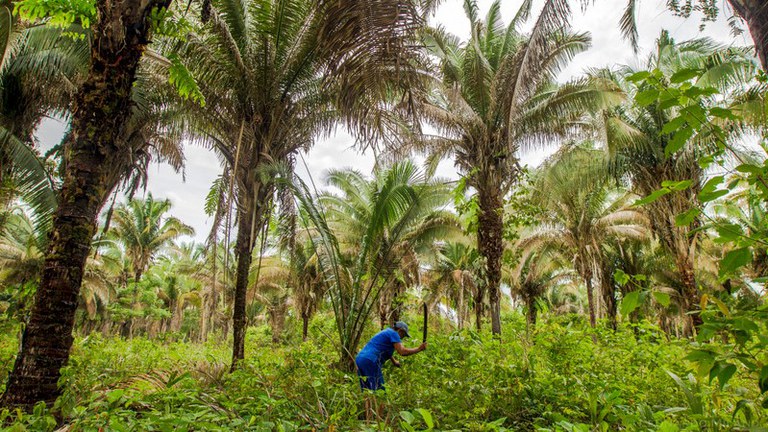 Reserva Extrativista Mata Grande, no Maranhão Foto: Leonardo Milano/ICMBio