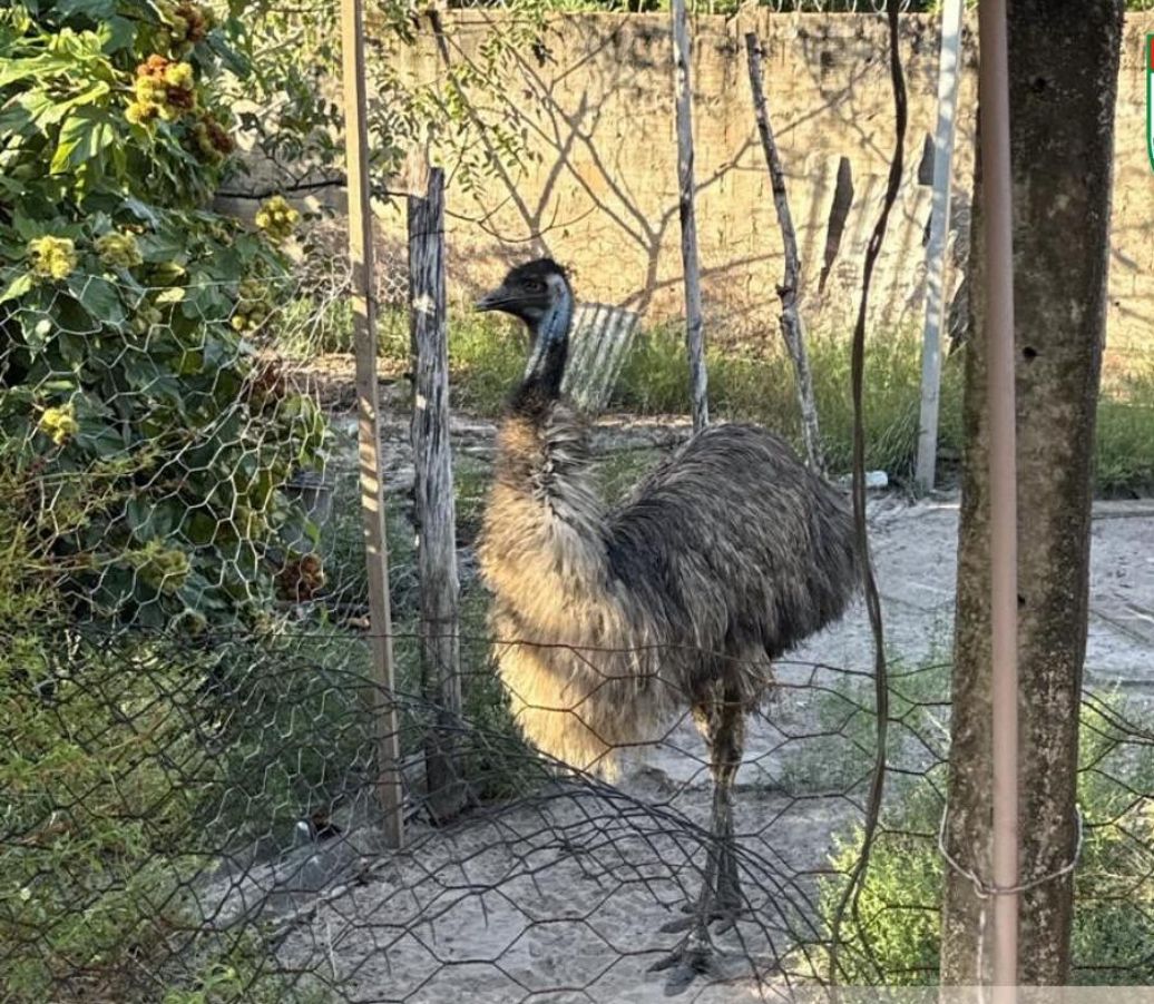 Polícia Ambiental resgata animais silvestres em cativeiro ilegal na Raposa