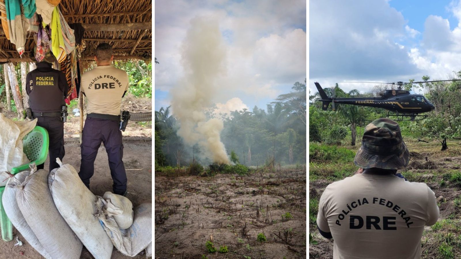 Mais de 65 mil pés de maconha são destruídos pela Polícia Federal no Maranhão