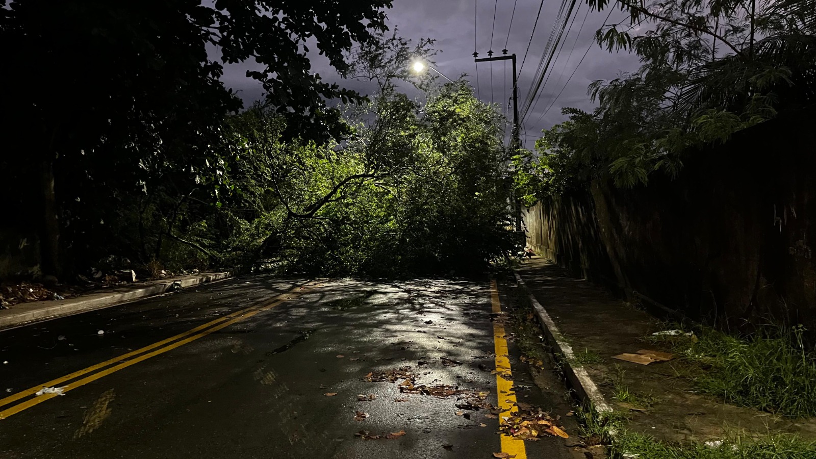 Árvore cai e interdita Avenida Joaquim Mochel, no Cohatrac IV em São Luís