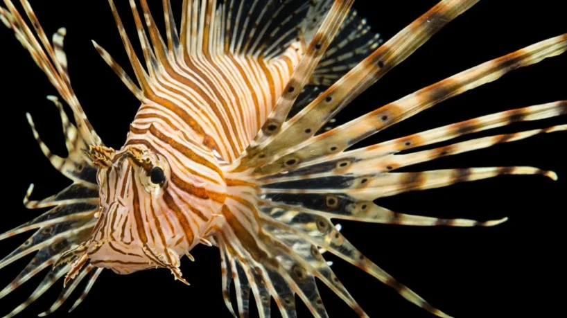 Peixe Leão Foto: reprodução 