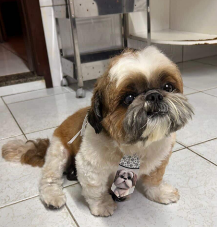 Fonte: familia do animal