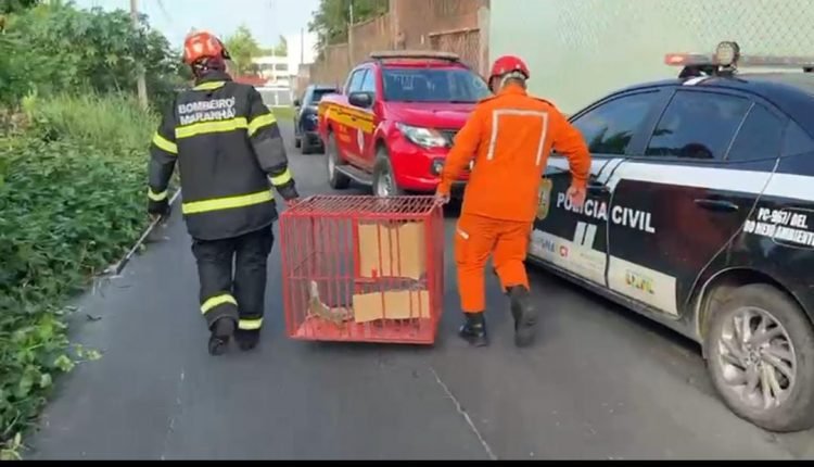 Foto: divulgação/ PC-MA