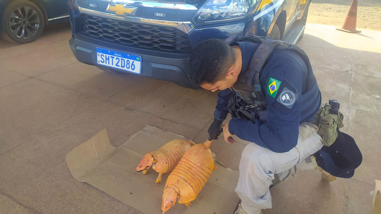 Caminhoneiro é detido em Açailândia por transporte ilegal de tatus-pebas