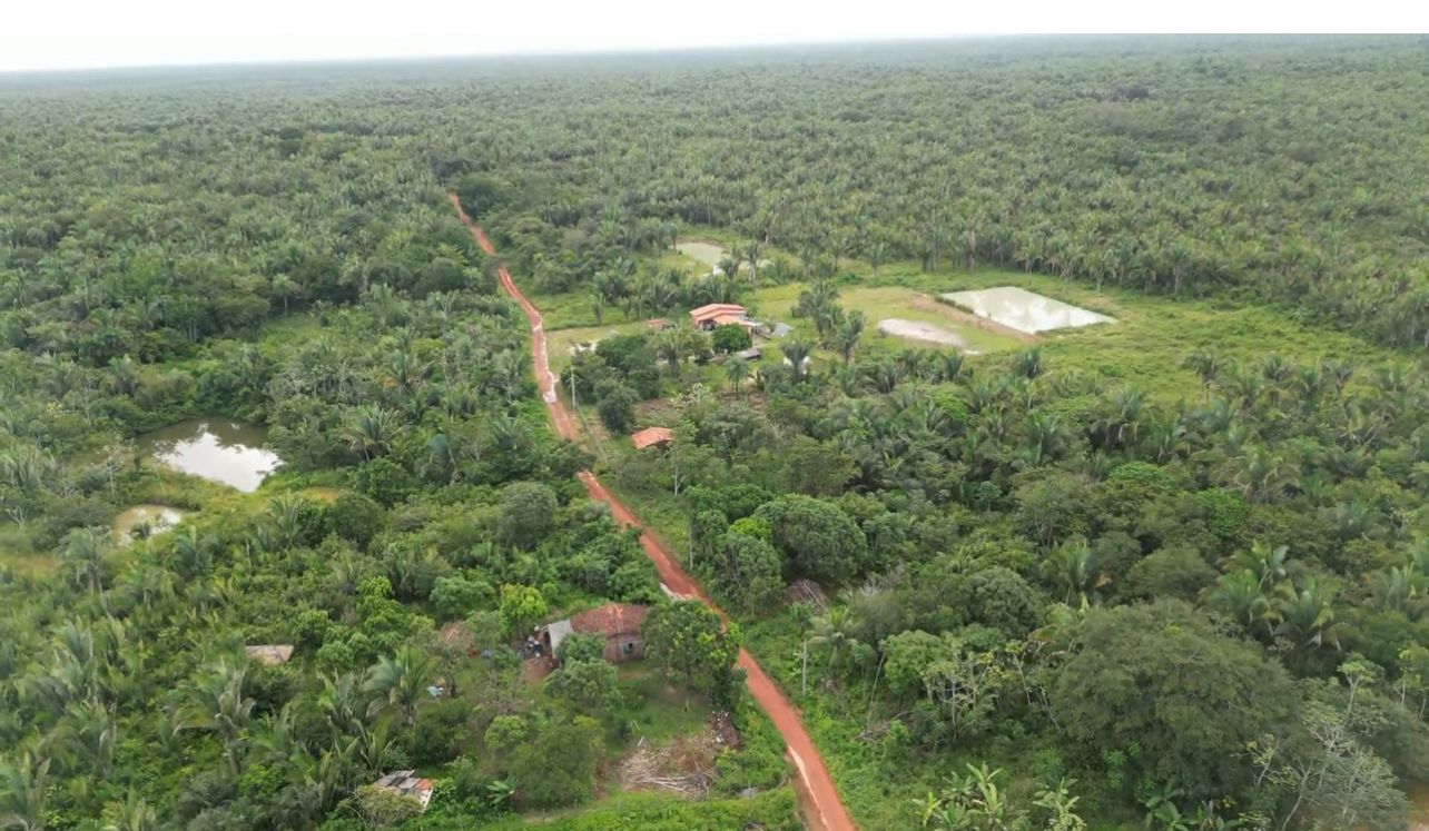 Babaçual do Quilombo Boa Vista, Rosário-MA Foto: reprodução/Tarcísio Brandão
