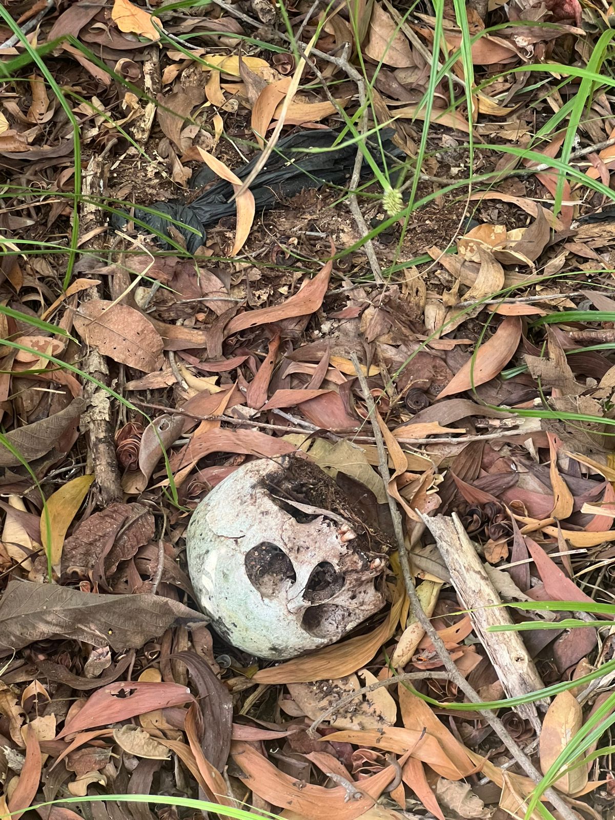 Crânio é encontrado na área Itaqui-Bacanga