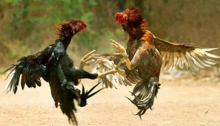 Foto: representação