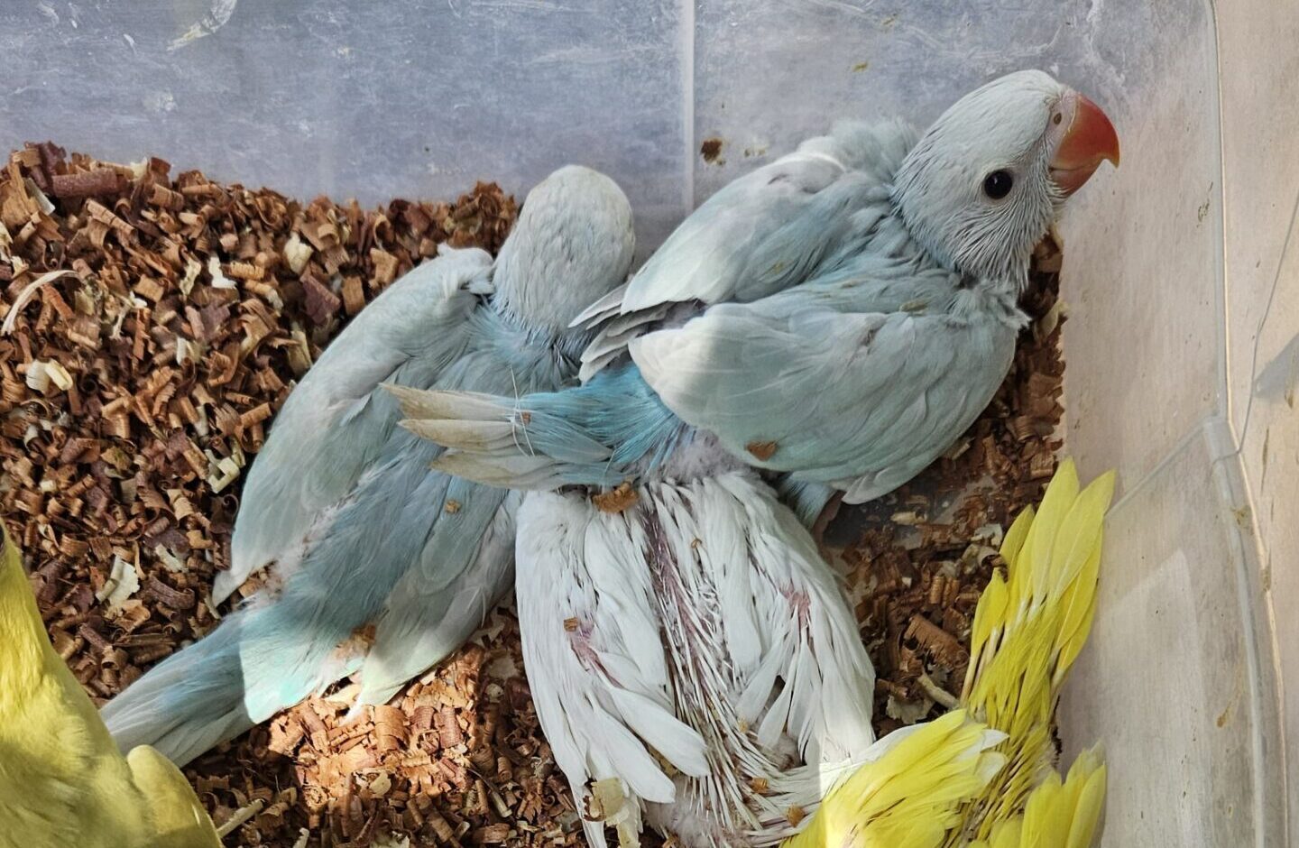 Ibama apreende mais de 270 animais em operação nacional