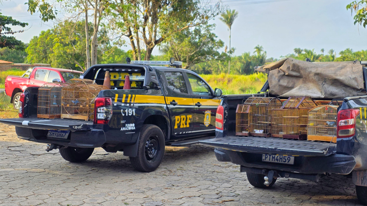 Operação resgata 70 aves e apreende 60 m³ madeira ilegal no Maranhão