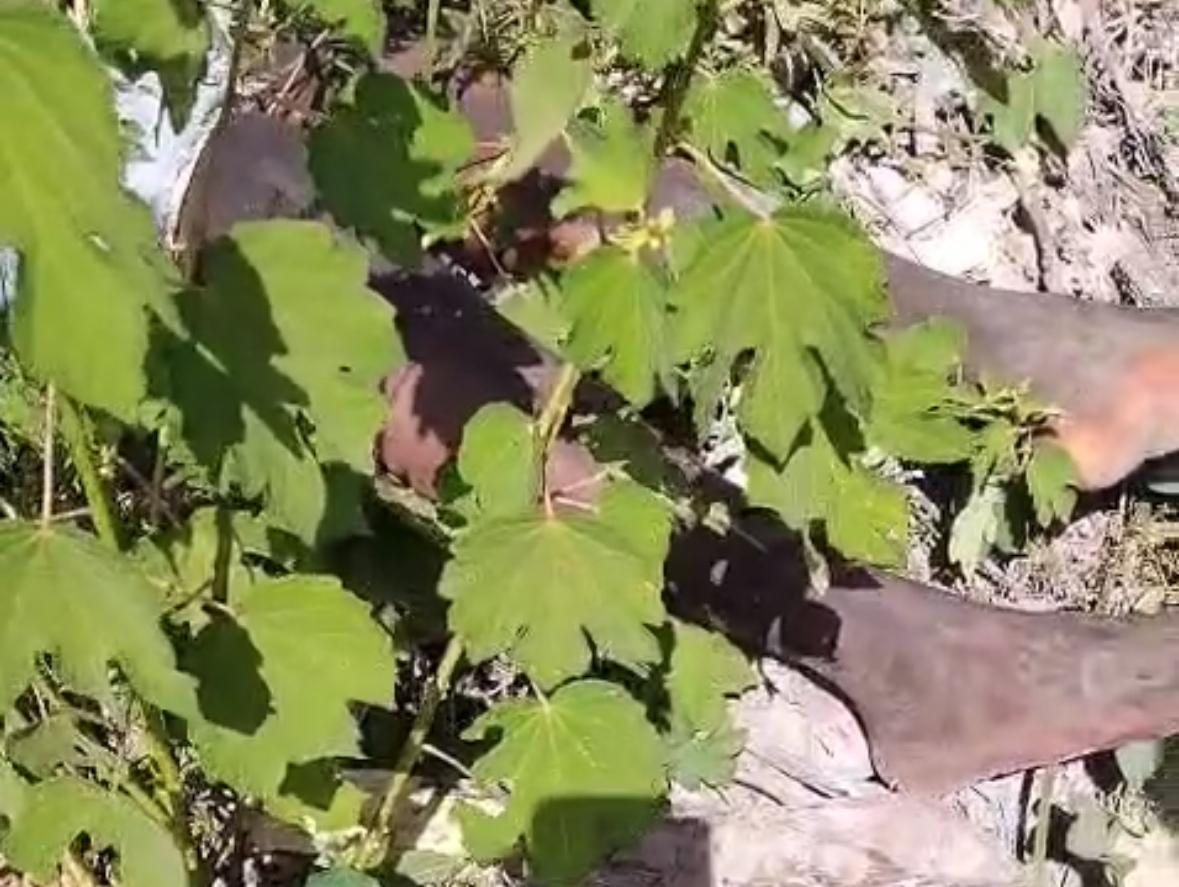 Corpo de homem que importunou sexualmente vendedora é encontrado no Jardim Tropical