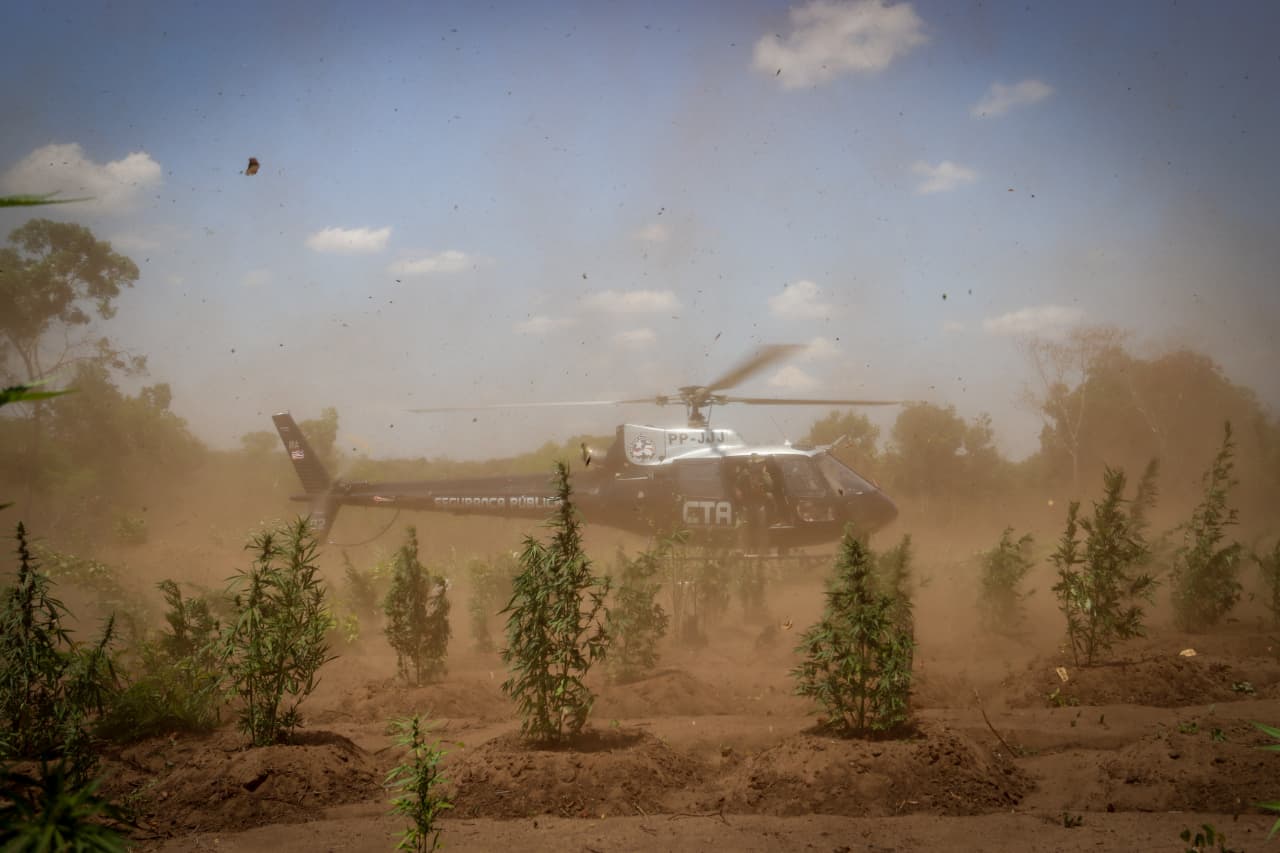 PF destrói 29 mil pés de maconha em Grajaú