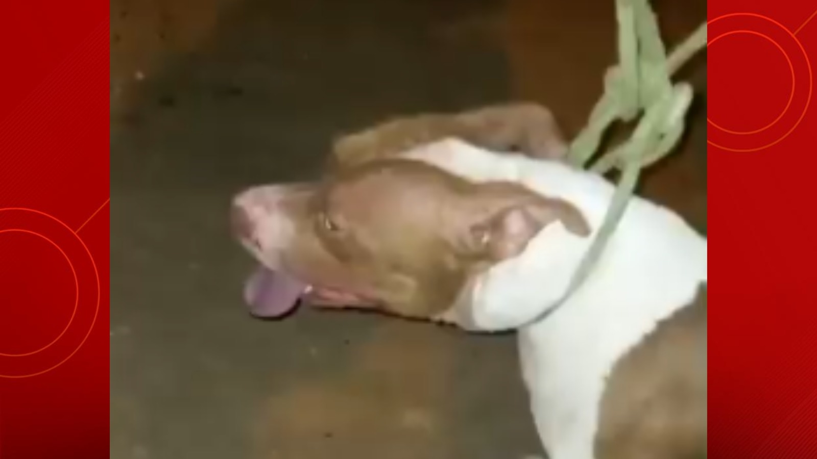 Pit bull mata gatos e assusta moradores em Imperatriz