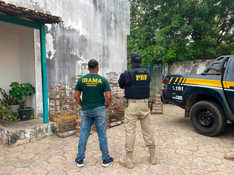 Foto: Divulgação Ibama/MA