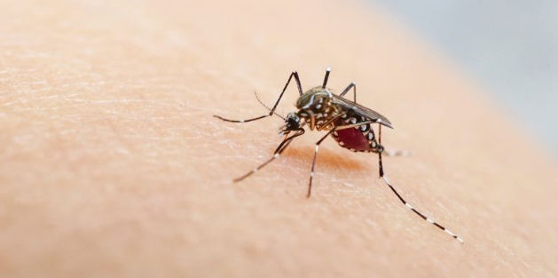 Maranhão tem queda de 52% nos casos de dengue em 2025