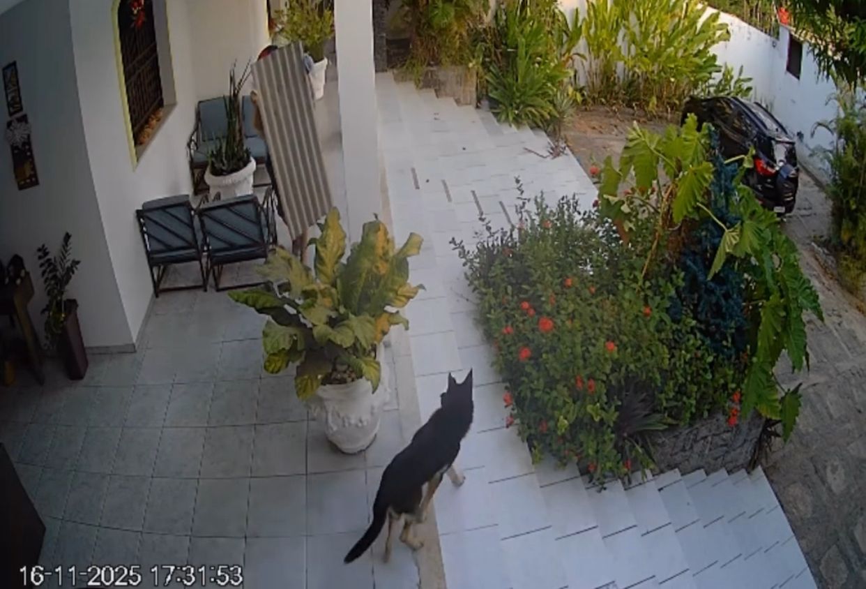 Invasão à casa de policiais no Anil termina em tiroteio; cão não impede entrada