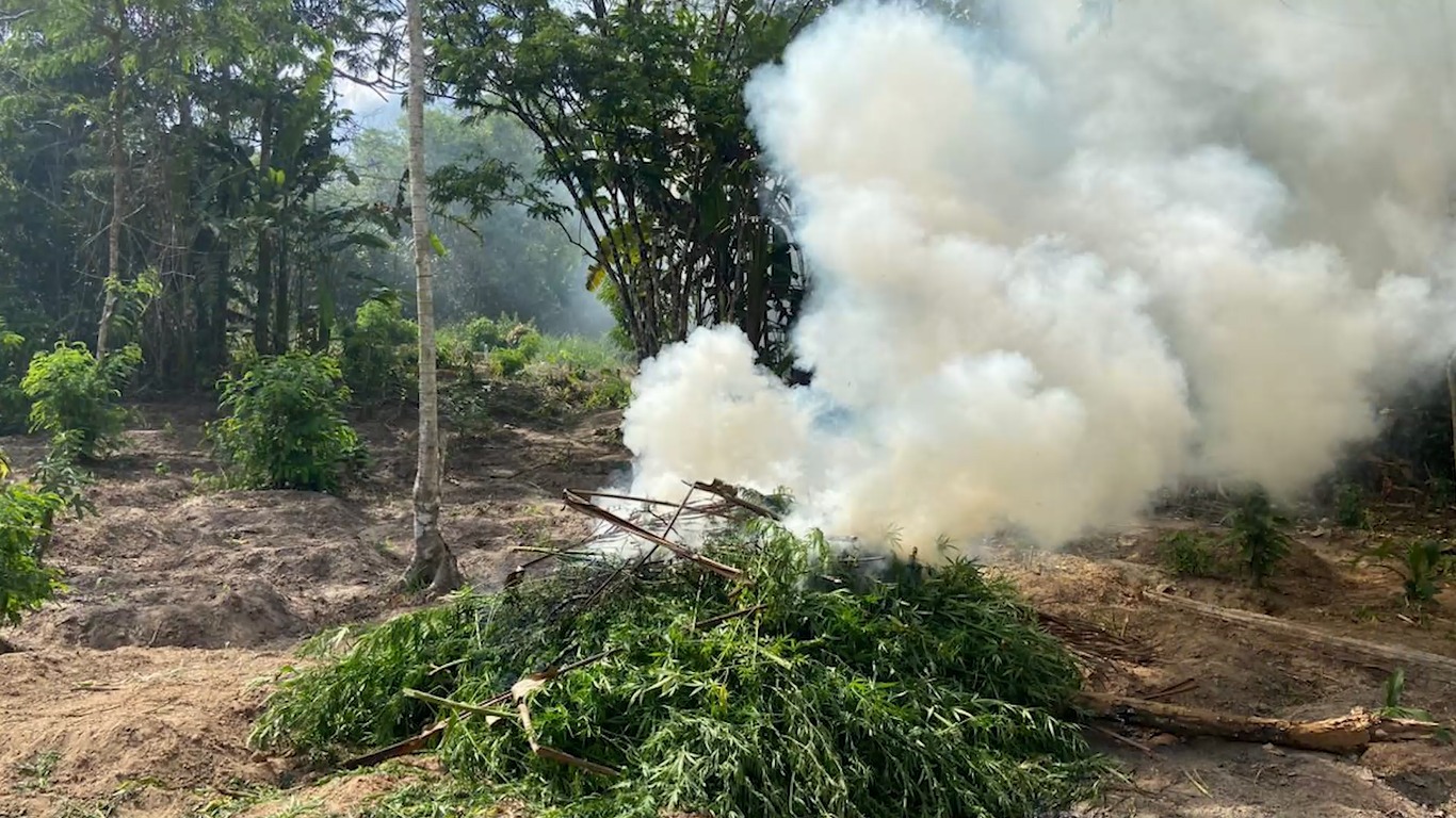 Operação destrói 4,5 mil pés de maconha em Centro Novo e Centro do Guilherme no MA