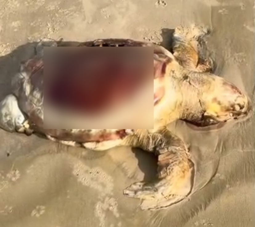 Vídeo: tartaruga marinha é encontrada morta na Praia da Ponta do Farol, em São Luís
