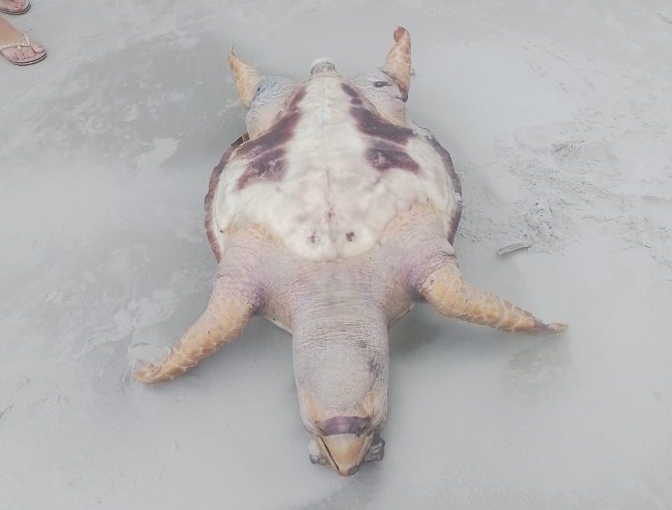 Tartaruga marinha é encontrada morta em praia da Grande São Luís; caso é segundo em menos de uma semana