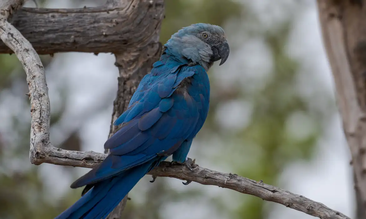 Fonte: Miguel Monteiro