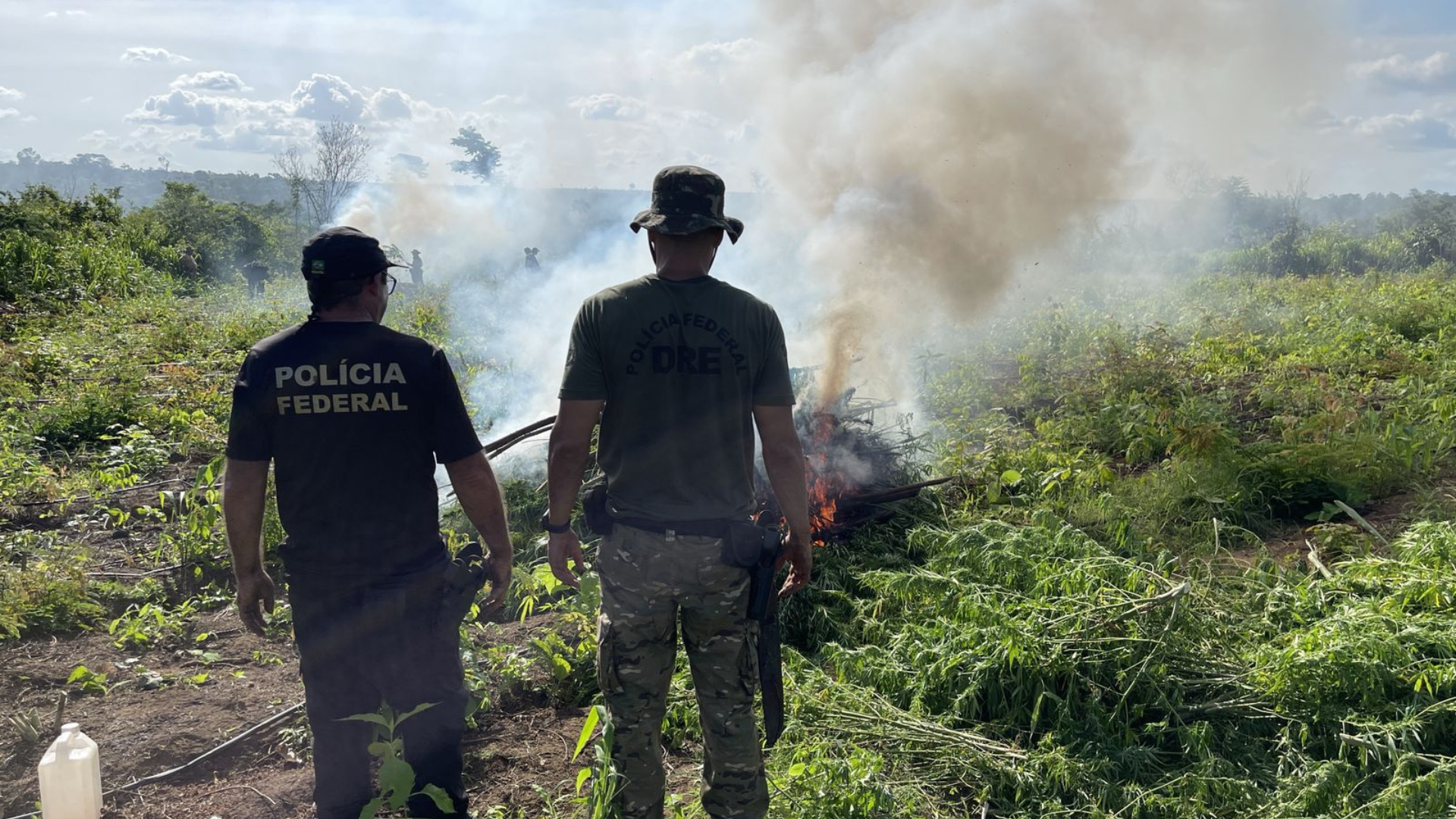 Operação destrói 70 mil pés de maconha no Maranhão