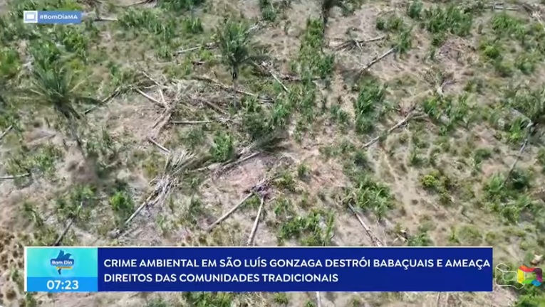 Crime: palmeiras de babaçu são derrubadas em São Luís Gonzaga do Maranhão