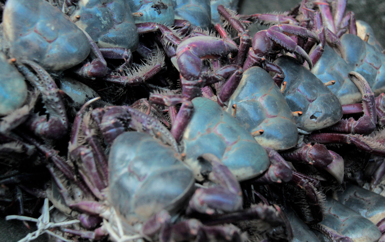 Governo Federal define períodos de defeso do caranguejo-uçá no Maranhão; confira