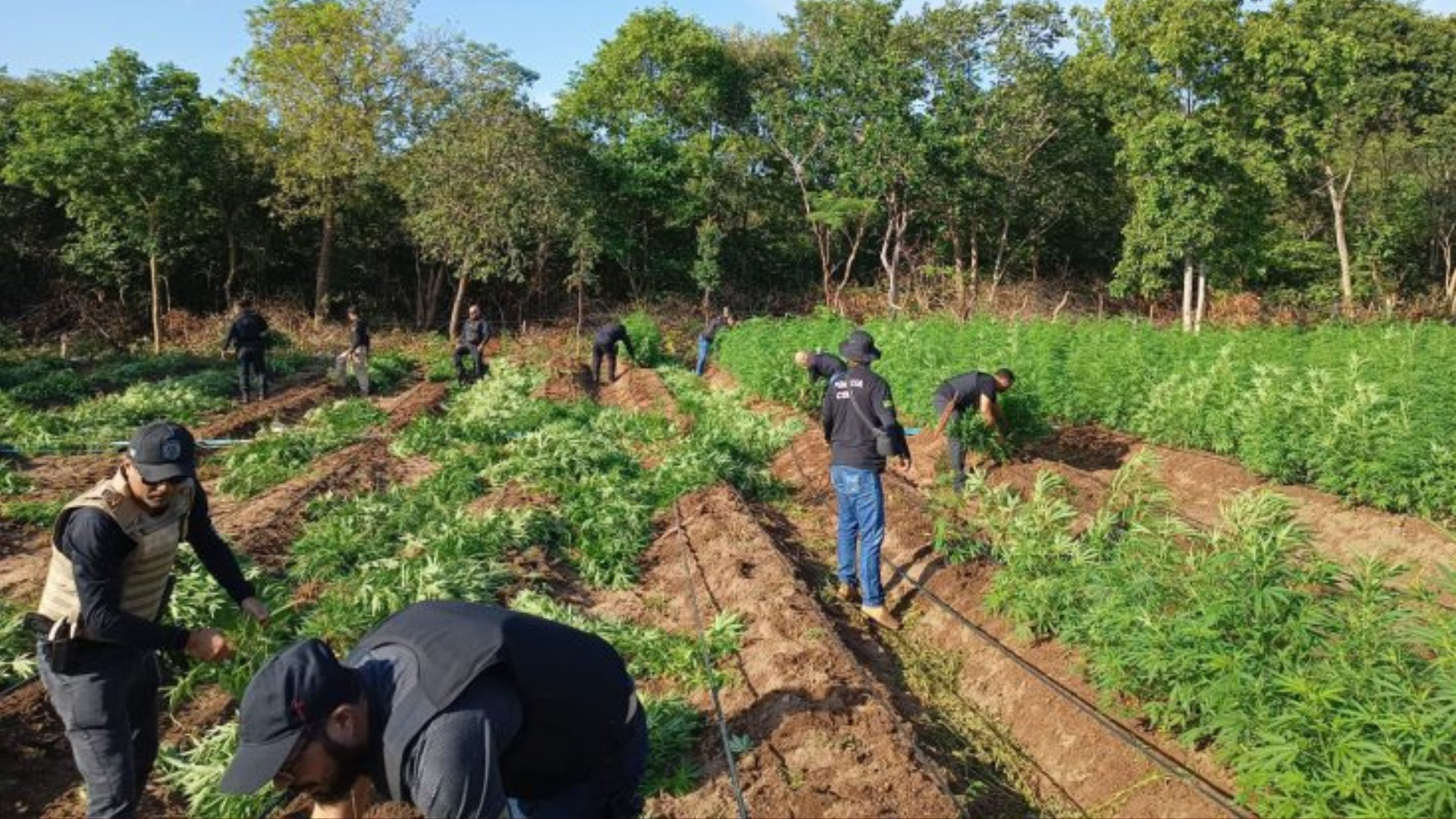 Foto: divulgação/ PC-MA
