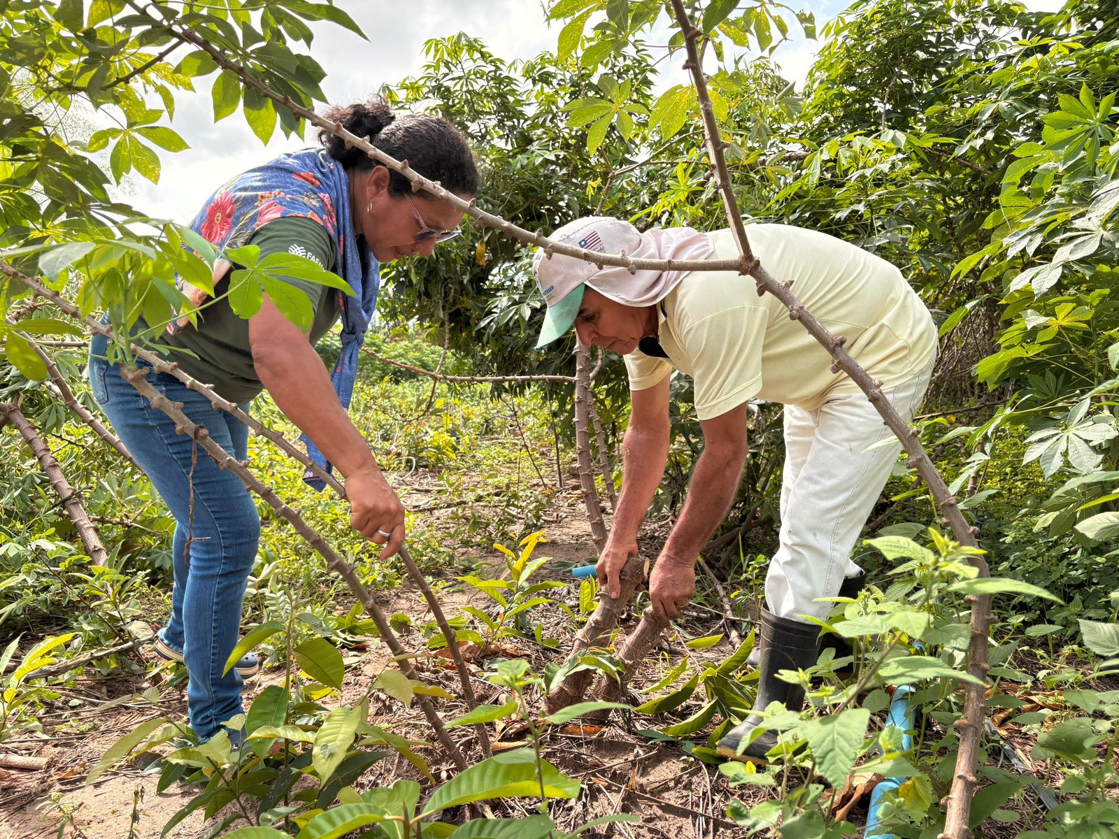 Crédito da agricultura familiar cresce 12% no Maranhão e ultrapassa R$ 1,2 bilhão em 2025