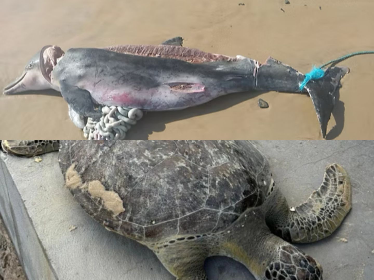 Animais marinhos são encontrados mortos no litoral do Maranhão; especialista faz alerta à população