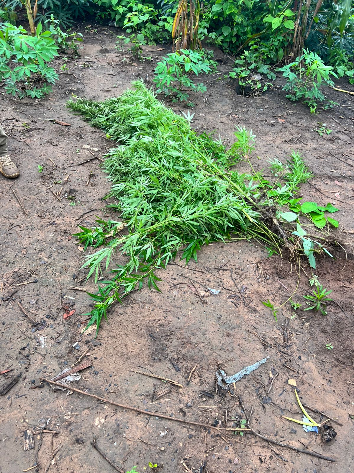 Polícia Civil prende cinco suspeitos de tráfico de drogas em aldeia indígena no Maranhão