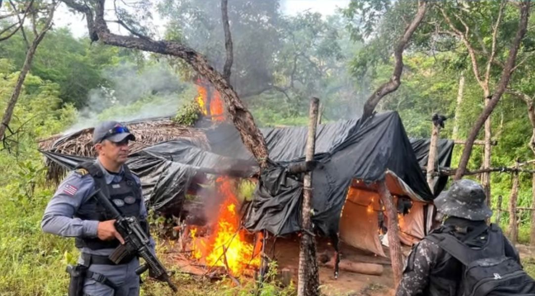 Dez mil pés de maconha são destruídos e meia tonelada da droga é apreendida em São João dos Patos