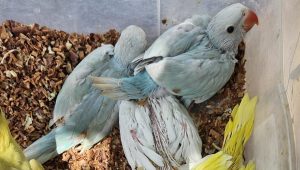 Ibama apreende mais de 270 animais em operação nacional