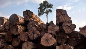 Desmatamento na Amazônia registra queda de 60% em agosto