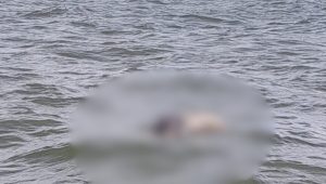 Corpo é encontrado na Praia de Panaquatira, em São José de Ribamar